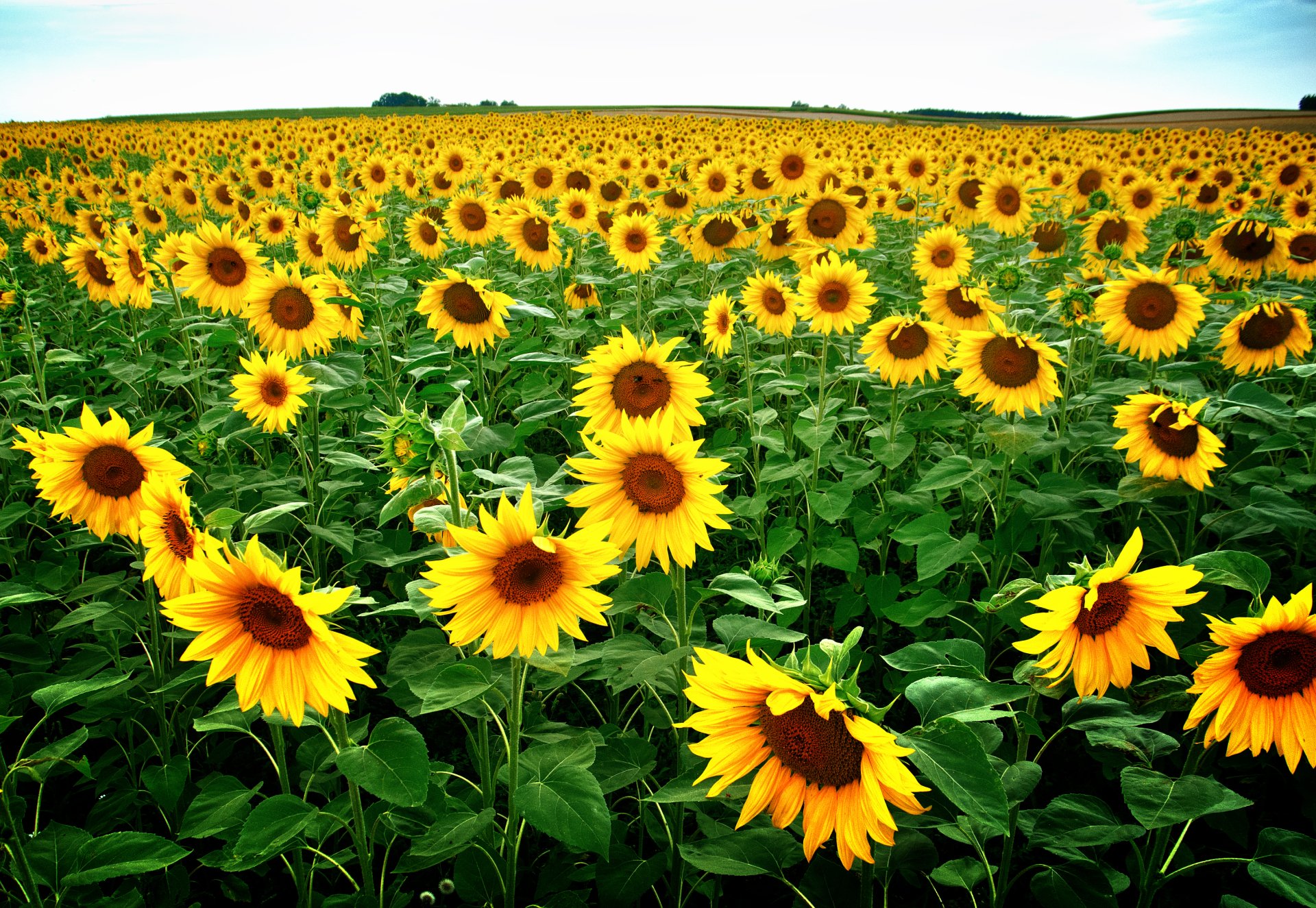 Download Nature Sunflower HD Wallpaper