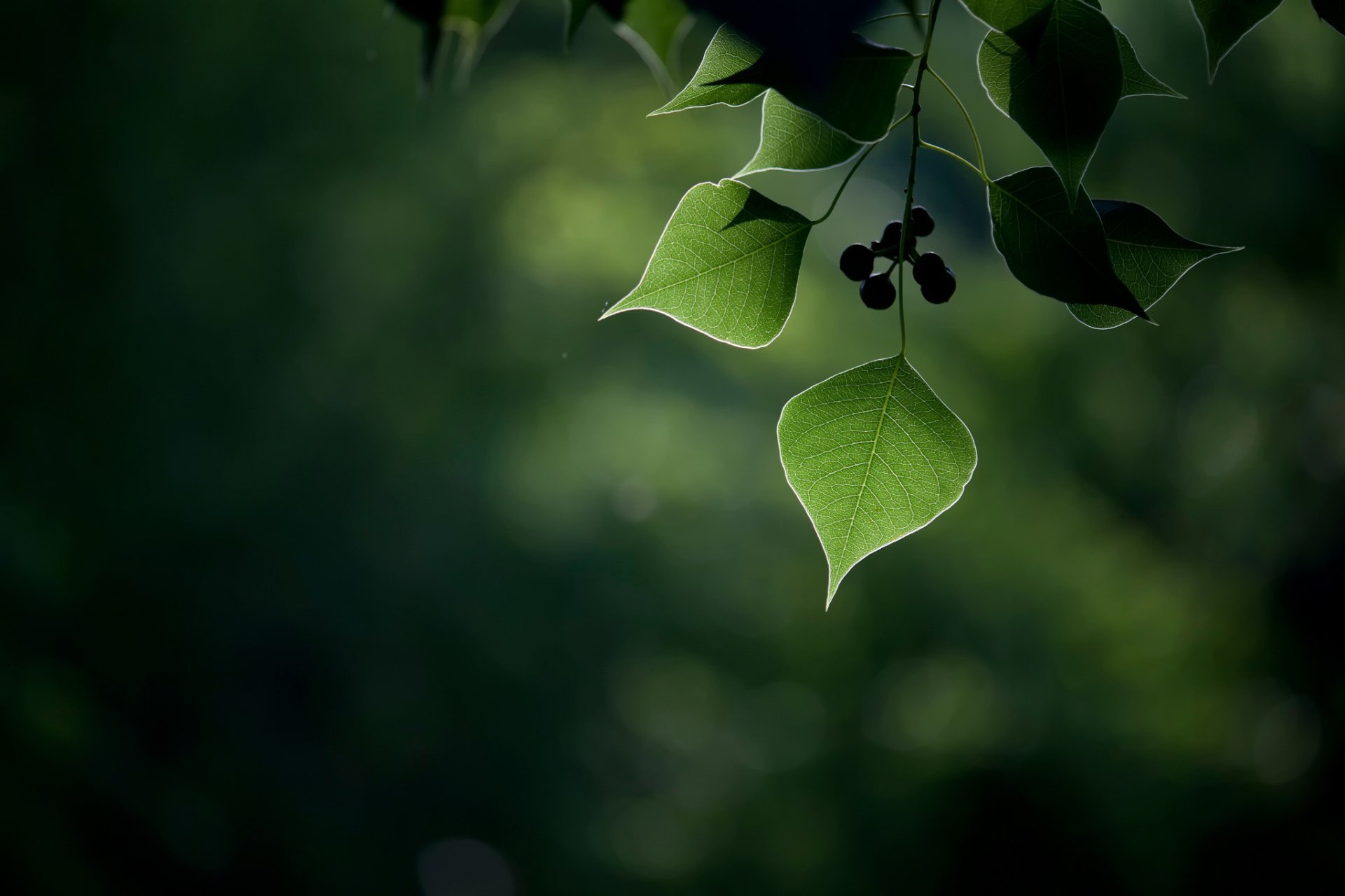 HD desktop wallpaper featuring a close-up of green leaves and small berries against a softly blurred natural background.