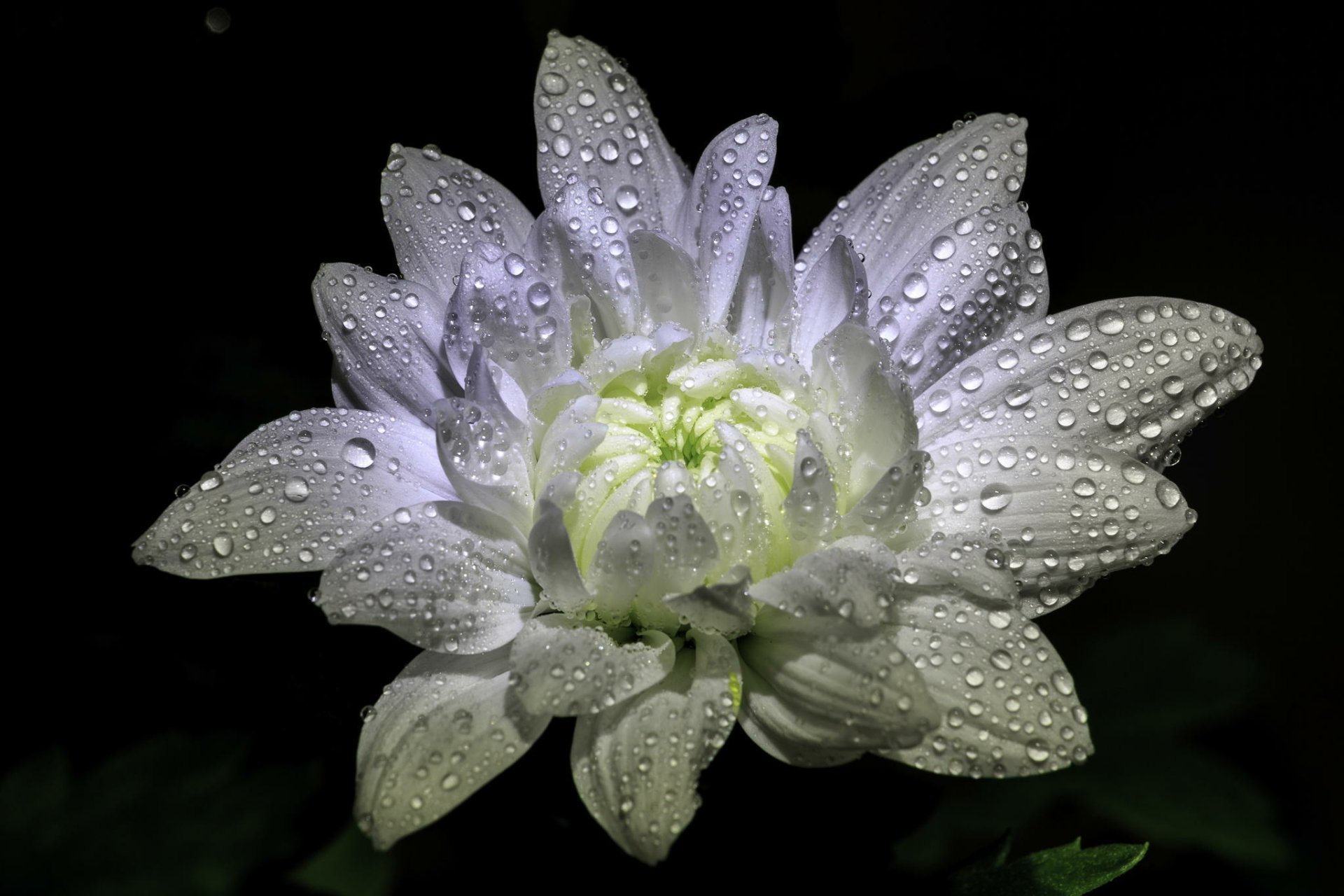 HD PC desktop wallpaper and background: close-up of a white dahlia flower with glistening water droplets on layered petals against a dark backdrop — nature, flower.