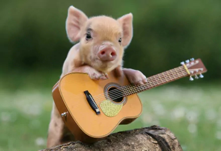 A cute pig plays the guitar in this HD desktop wallpaper and background, set against a lush, green backdrop.