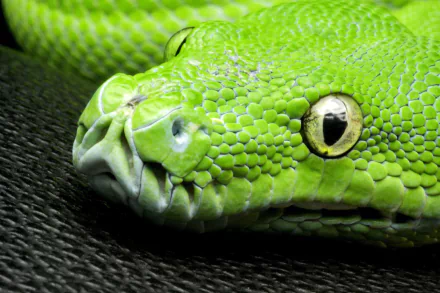 Close-up of a vibrant green python's head, showcasing its scales and distinctive eye. This HD image serves as a striking desktop wallpaper and background.