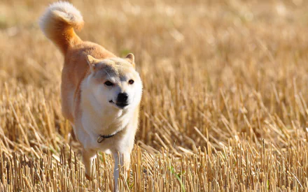 HD desktop wallpaper featuring a Shiba Inu walking through a golden field of tall grass or wheat under soft natural light.