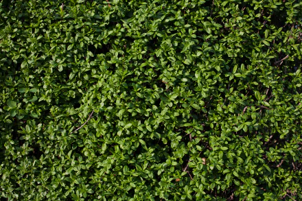 HD wallpaper featuring a dense and lush green plant background.