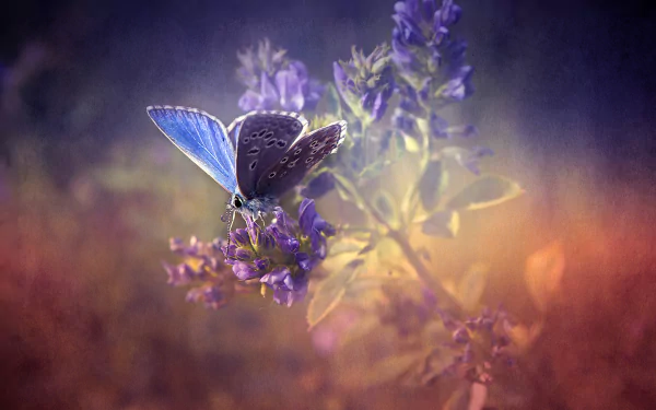 A vibrant butterfly rests on purple flowers, captured in stunning detail for a 4K Ultra HD desktop wallpaper and background. The scene radiates natural beauty and tranquility.