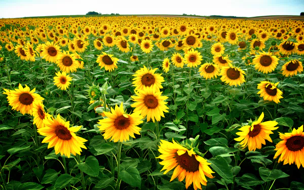Vibrant sunflower field under a clear sky, 2K Quad HD PC desktop wallpaper/background with rows of yellow blooms stretching to the horizon.