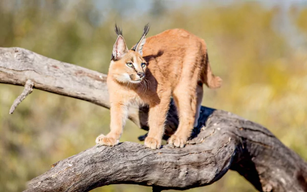 HD desktop wallpaper of a caracal standing on a tree branch with a blurred natural background.