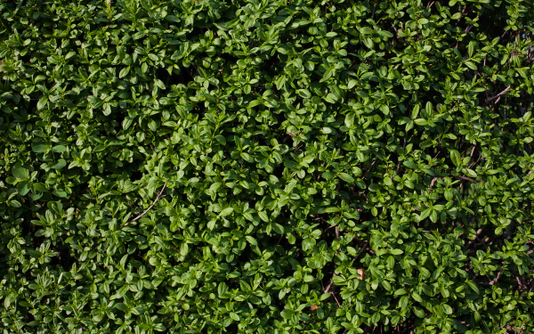 HD wallpaper featuring a dense and lush green plant background.