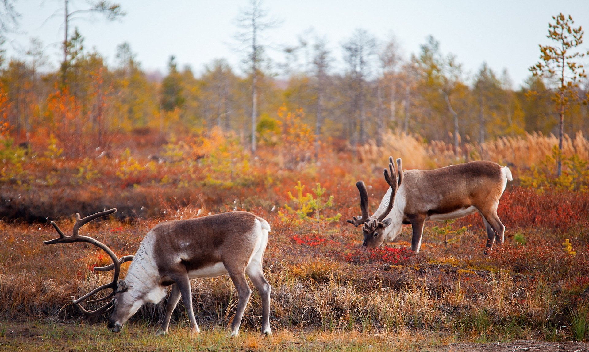 Download Animal Deer HD Wallpaper