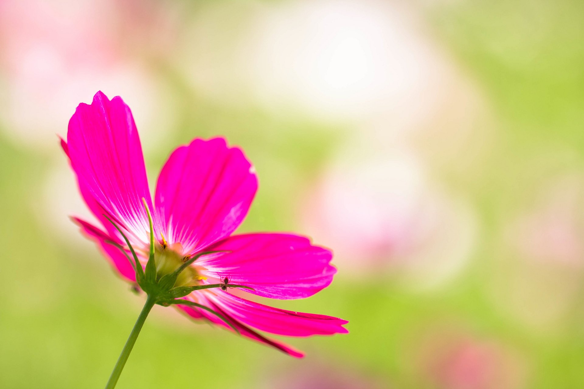 HD PC desktop wallpaper: vibrant pink Cosmos (plant) bloom against a soft green bokeh nature background.