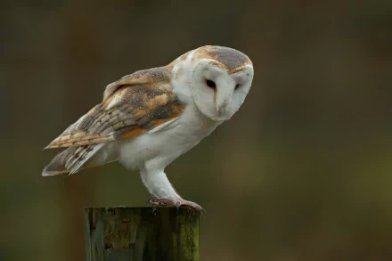 HD desktop wallpaper of a barn owl perched on a wooden post against a blurred natural background.