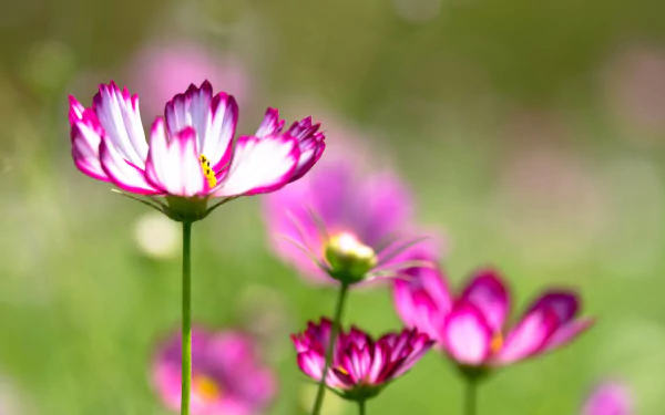 nature Cosmos (Plant) HD Desktop Wallpaper | Background Image