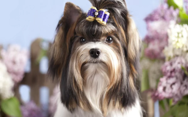 Animal yorkshire terrier HD Desktop Wallpaper | Background Image