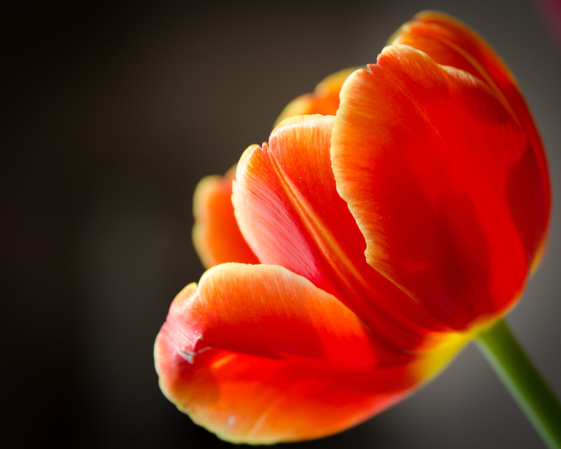 Download Nature Tulip HD Wallpaper
