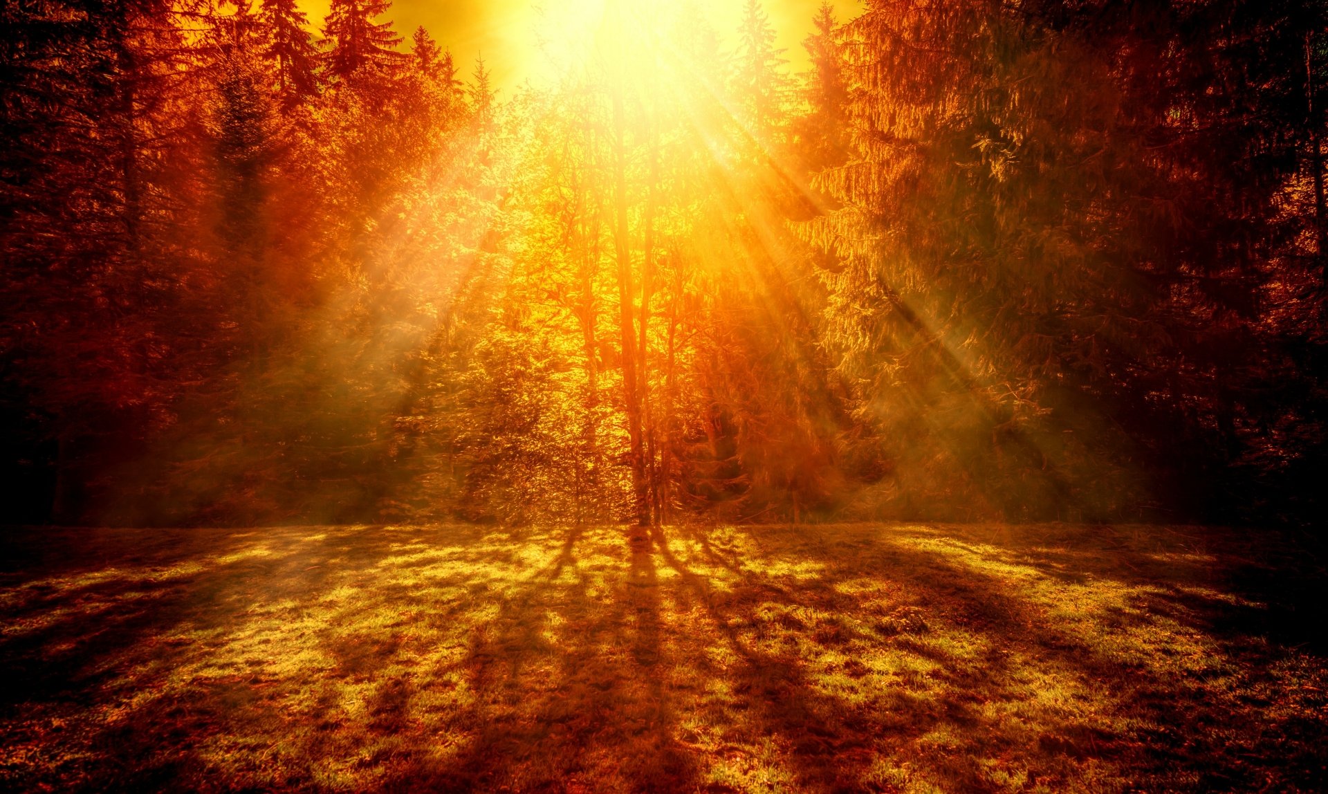 Download Shadow Surreal Forest Sunshine Sun Nature Sunbeam  4k Ultra HD Wallpaper by Chris Frank