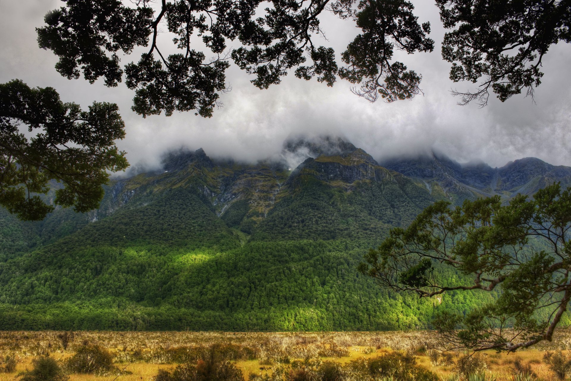 Fog envelops lush green mountains in New Zealand, framed by tree branches, captured in stunning 4K Ultra HD as a nature desktop wallpaper.