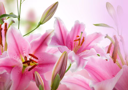 nature lily HD Desktop Wallpaper | Background Image