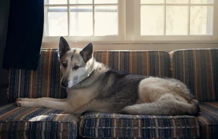 HD desktop wallpaper of a German Shepherd lying on a striped couch in front of a sunlit window, showcasing the dog's calm and attentive expression.