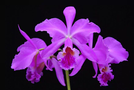 nature orchid HD Desktop Wallpaper | Background Image
