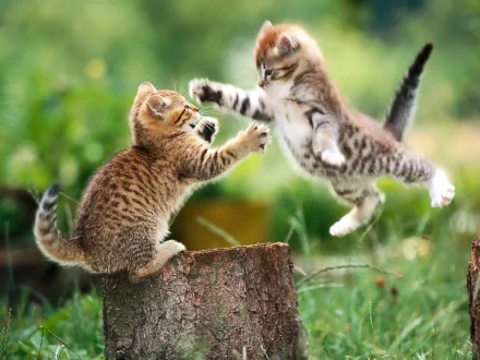 HD wallpaper featuring two playful kittens, with one leaping mid-air towards the other, in a bright, lush outdoor setting.