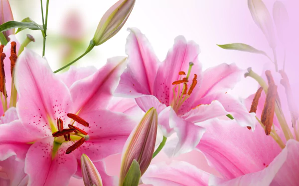nature lily HD Desktop Wallpaper | Background Image