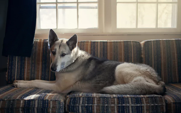HD desktop wallpaper of a German Shepherd lying on a striped couch in front of a sunlit window, showcasing the dog's calm and attentive expression.