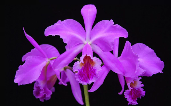 nature orchid HD Desktop Wallpaper | Background Image