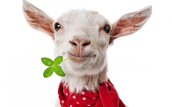 Animal Goat HD Wallpaper | Background Image