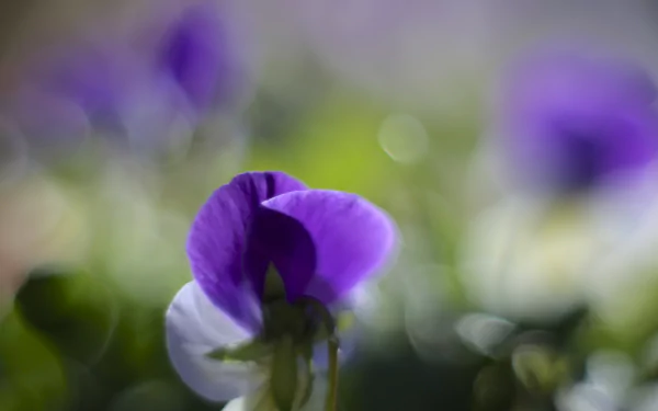 nature pansy HD Desktop Wallpaper | Background Image