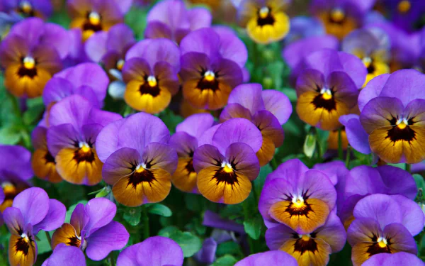 nature pansy HD Desktop Wallpaper | Background Image