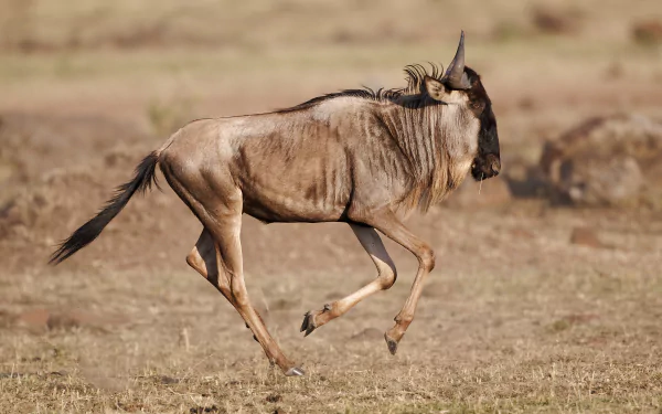 Wildebeest running across dry savanna — Animal; 2K Quad HD PC desktop wallpaper and background.