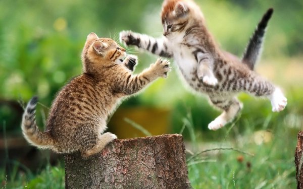 Animal Cat Cats Kitten Playing Baby Animal HD Wallpaper | Background Image