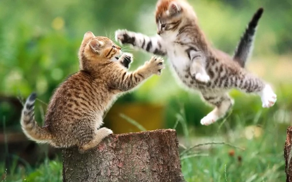 baby animal playing kitten Animal cat HD Desktop Wallpaper | Background Image