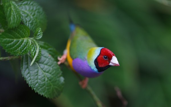 Animal Gouldian Finch Birds Passerines HD Wallpaper | Background Image