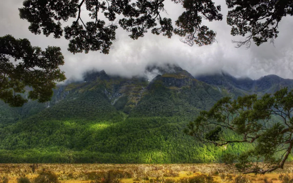 Fog envelops lush green mountains in New Zealand, framed by tree branches, captured in stunning 4K Ultra HD as a nature desktop wallpaper.