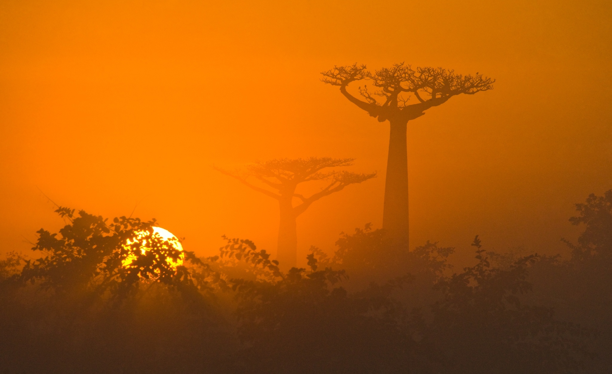 Morning Sun Baobab by Andrey Gudkov