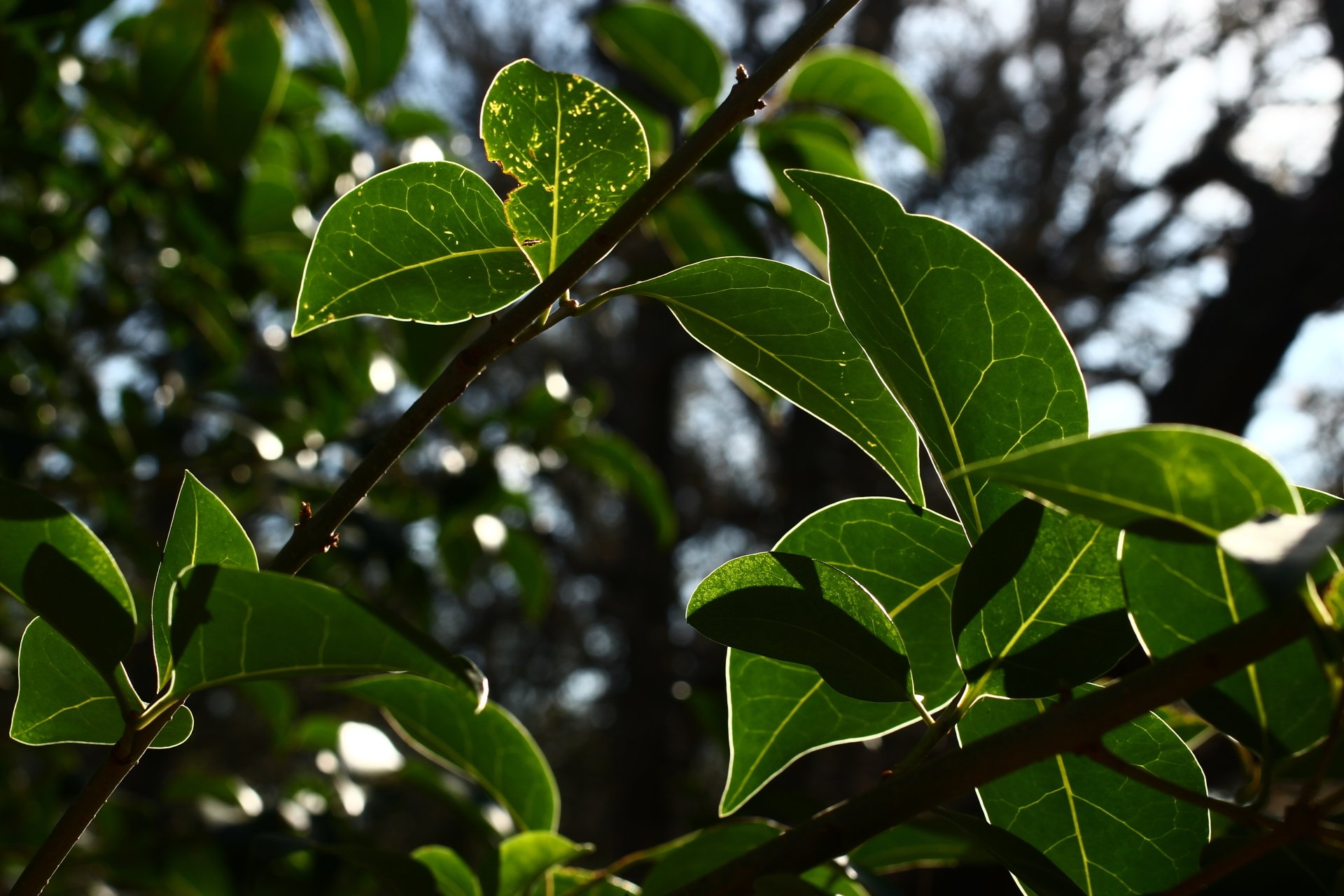 Download Nature Branch 4k Ultra HD Wallpaper by Zachary