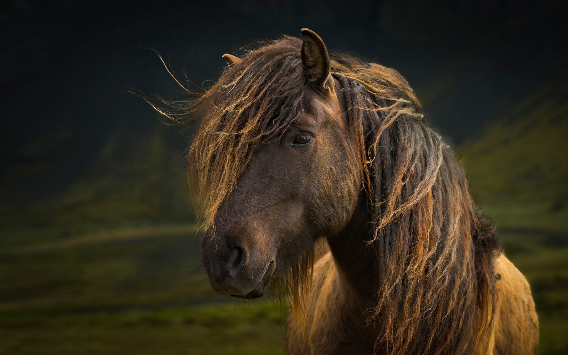 Download Animal Horse HD Wallpaper