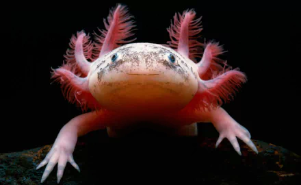 Close-up of an axolotl (animal) with pink feathery gills on a black background — 2K Quad HD PC desktop wallpaper/background.