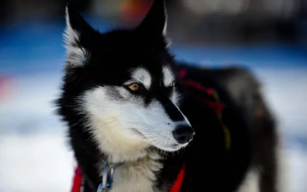 A striking close-up of a husky against a snowy backdrop, showcasing its expressive eyes and distinctive black and white fur. This image serves as a captivating HD desktop wallpaper.