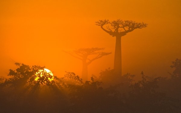 Earth Baobab Tree Trees Afica Sun Tree Dawn Sunrise HD Wallpaper | Background Image