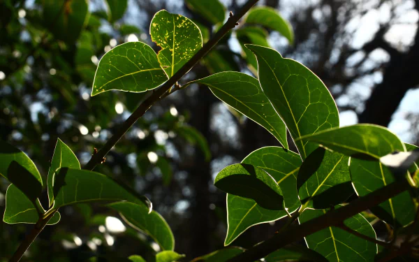 nature branch HD Desktop Wallpaper | Background Image
