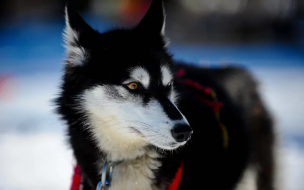A striking close-up of a husky against a snowy backdrop, showcasing its expressive eyes and distinctive black and white fur. This image serves as a captivating HD desktop wallpaper.