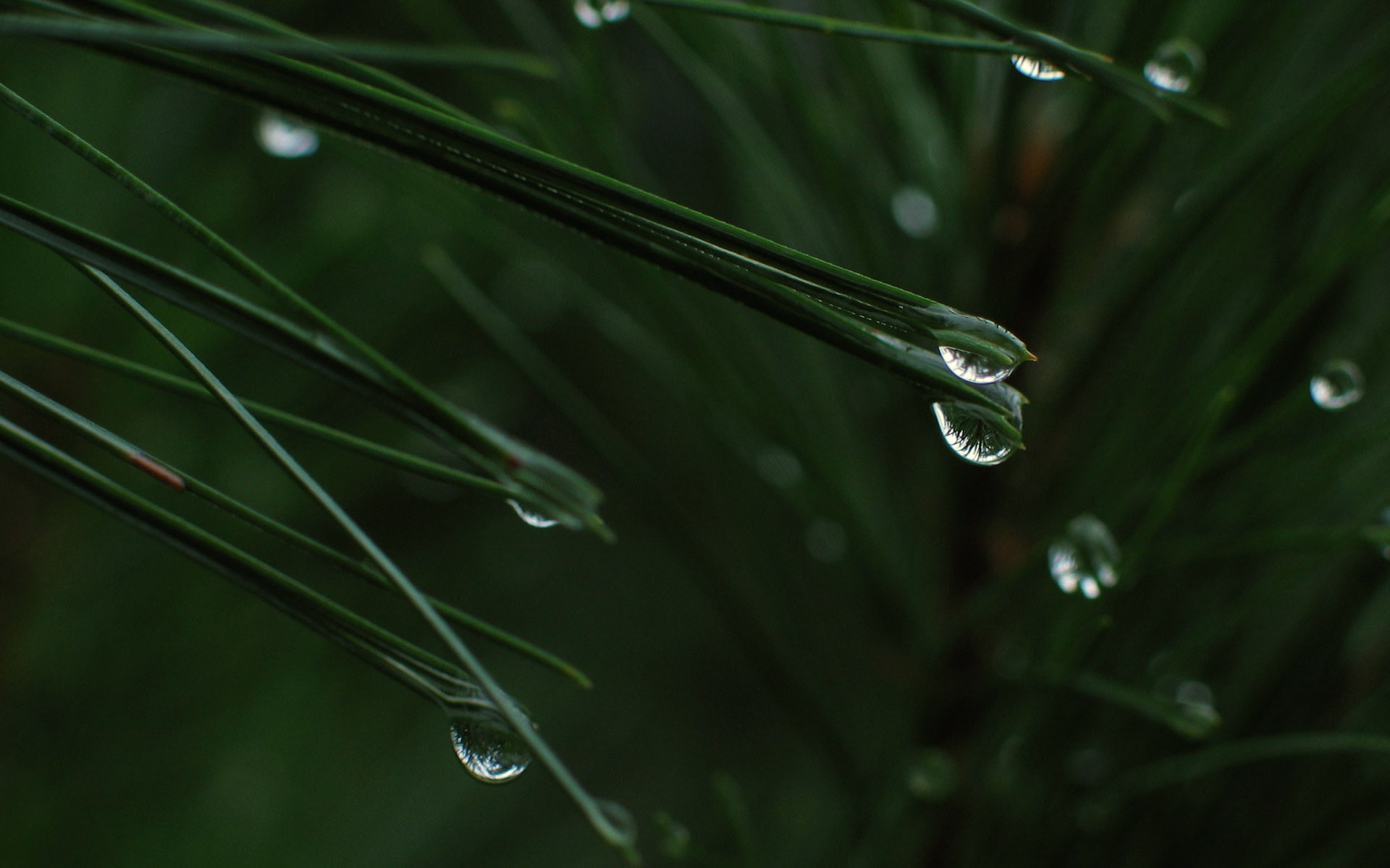 Роса на траве вечером. Капли на хвое. Капли воды. Макросъемка дождь. Капли дождя на зелени.