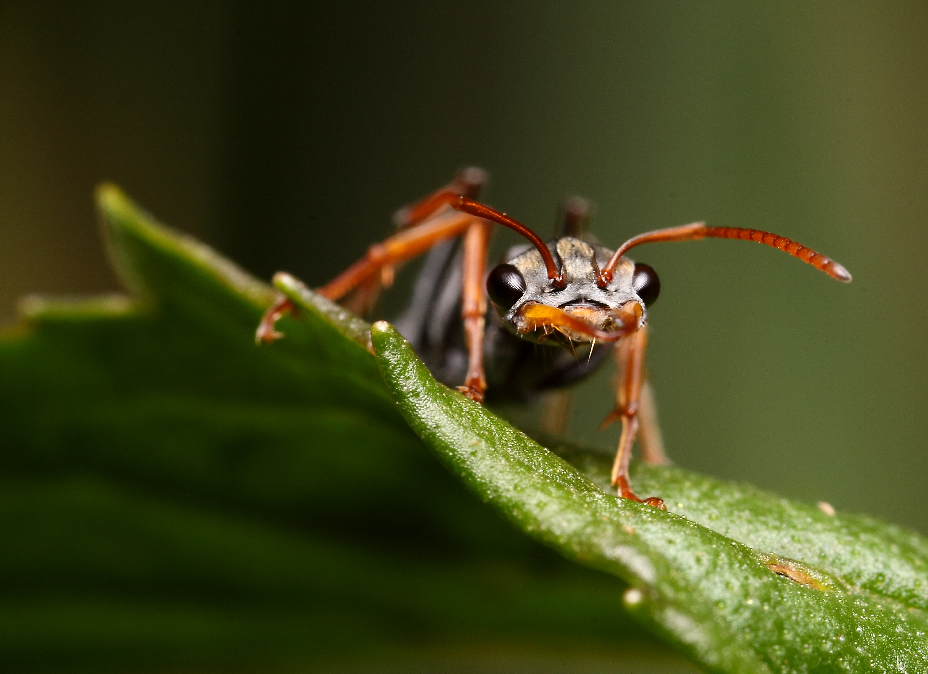 Ant HD Wallpaper | Background Image | 2962x2151 | ID:574378 - Wallpaper