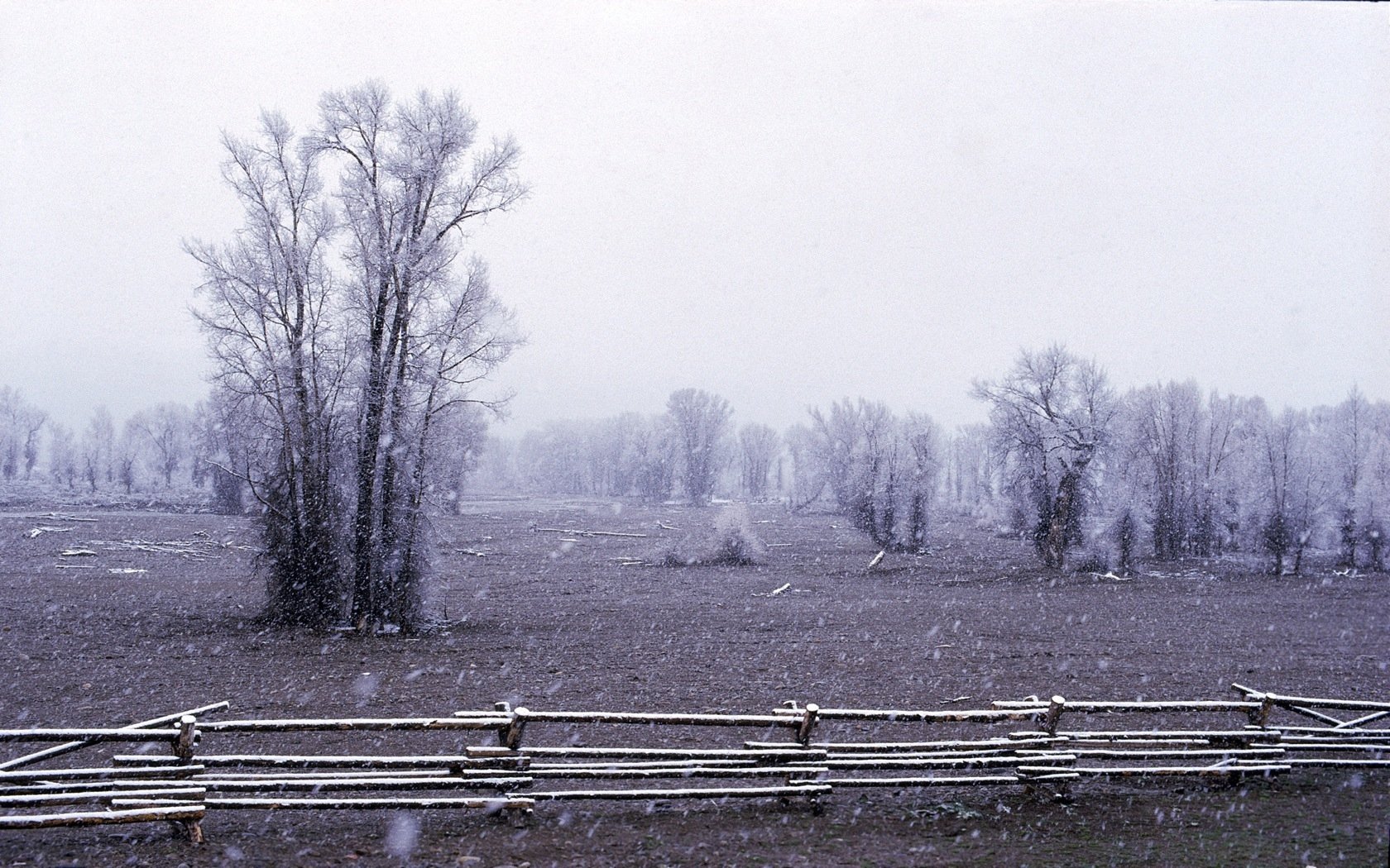 Download Nature Field Wallpaper