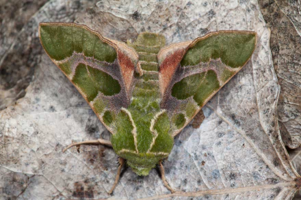 Animal moth HD Desktop Wallpaper | Background Image