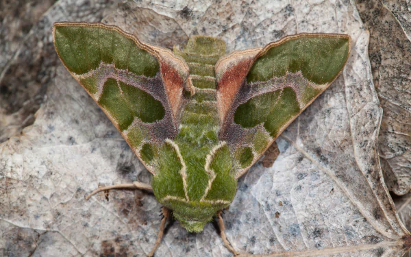 Animal moth HD Desktop Wallpaper | Background Image