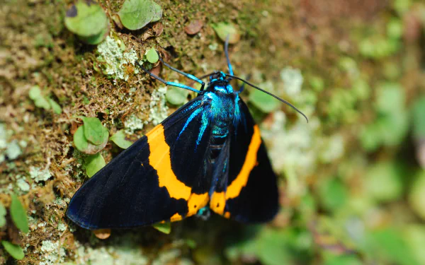 Animal moth HD Desktop Wallpaper | Background Image