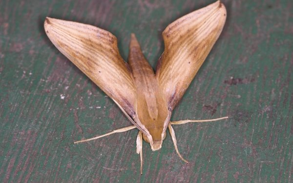 Animal Moth HD Wallpaper | Background Image