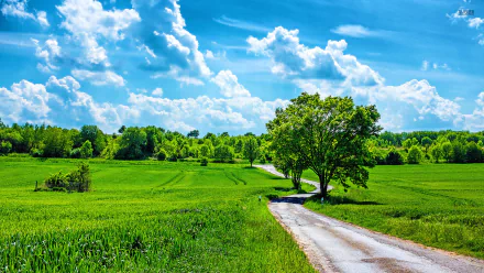 nature field HD Desktop Wallpaper | Background Image